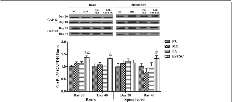Fig. 3 GAP-43 protein expression in the brain and spinal cord of mice treated with or without BSYSC 20 and 40 dpi