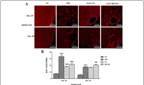 Fig. 4 KI67 protein expression in the spinal cord of mice treated with or without BSYSC 20 and 40 dpi