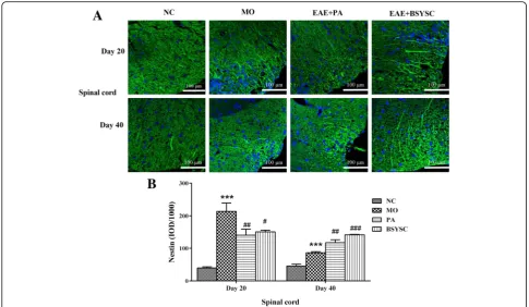 Fig. 5 Nestin expression in the spinal cord of mice treated with or without BSYSC 20 and 40 dpi