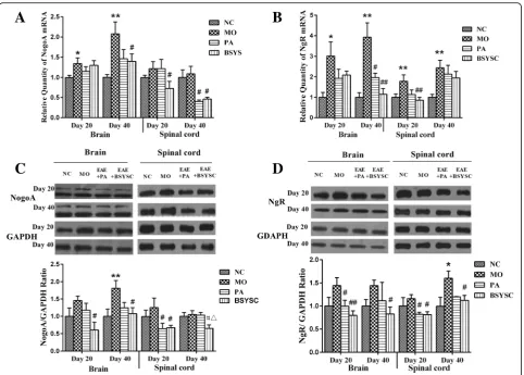 Fig. 6 Expressions of mRNA and protein of NogoA and NgR in the brain and spinal cord of mice treated with or without BSYSC 20 and 40 dpi.GAPDH as the loading controls