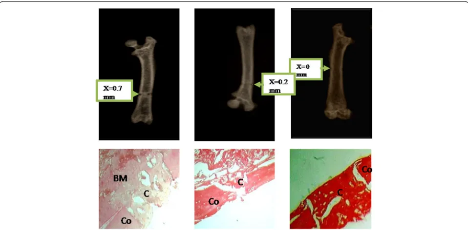 Fig. 5 Effects of the aqueous extract of P. pellucida on bone callus formation (Picrosirius staining, × 25)