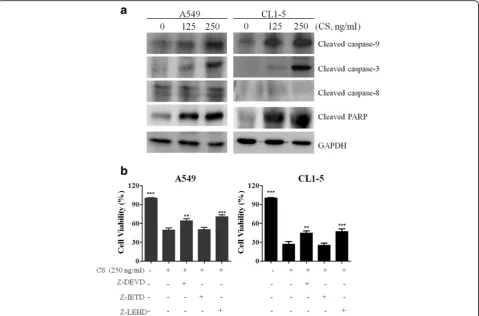 Fig. 3 Effects of CS on caspase activation in A549 and CL1-5 cells. a Cells were treated with the indicated concentrations of CS for 24 h