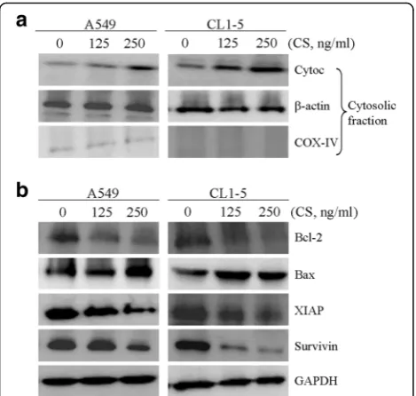 Fig. 5 Effects of CS on the expression of cytosolic cytochrome C,Bcl-2 family and IAP proteins in A549 and CL1-5 cells