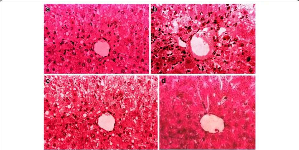 Table 6 Effects of SAME on histology of liver