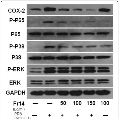 Fig. 6 Inhibition of influenza virus-induced signalling pathway by fr14.A549 cells were washed with PBS and subsequently incubated withvirus A/PR/8/34 (MOI = 0.1) diluted in PBS for 30 min at 37 °C
