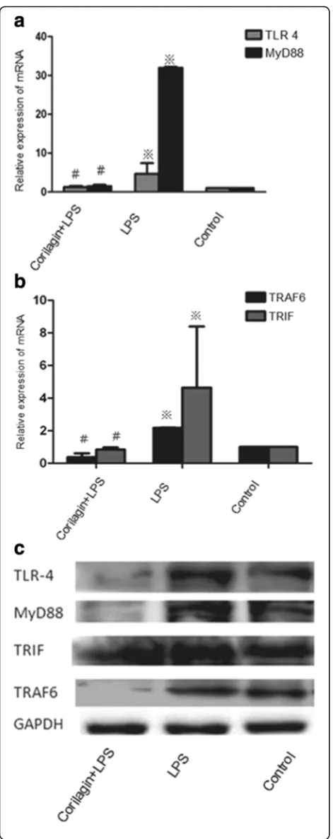 Fig. 2 Effect of Corilagin on expression of IL-1β, IL-6 in cell supernatants.Effect of Corilagin on expression of IL-1β, IL-6 in cell supernatants.※p < 0.01 compared with the control group