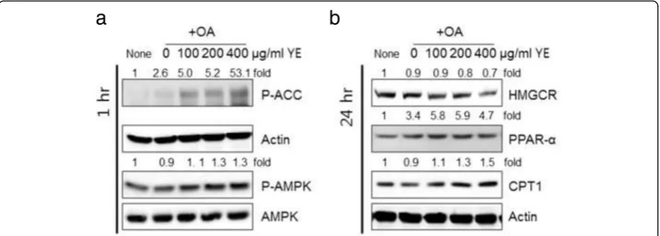 Fig. 2 Effects of 70% ethanolic extracts of yuja peel (YE) on AMPK signalling and expression of proteins associated with cholesterol metabolism.carnitine palmitoyltransferase (CPT)-1, and beta-actin antibodies (HepG2cells were treated for 1 h with YE in th