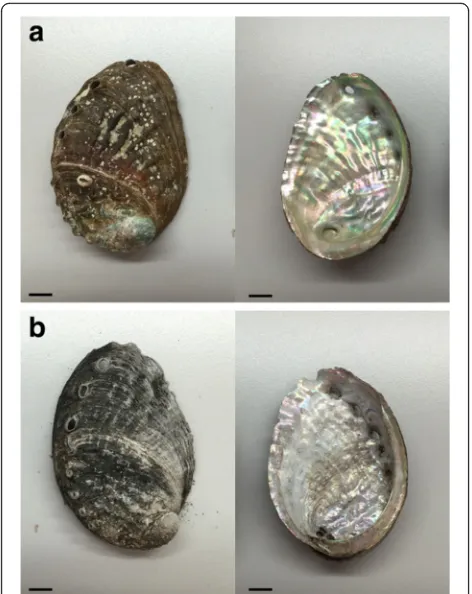 Fig. 1 The SJM before (a) and after (b) calcined. SJM was placed ina metal pot and calcined, note the surface gloss was altered aftercalcined