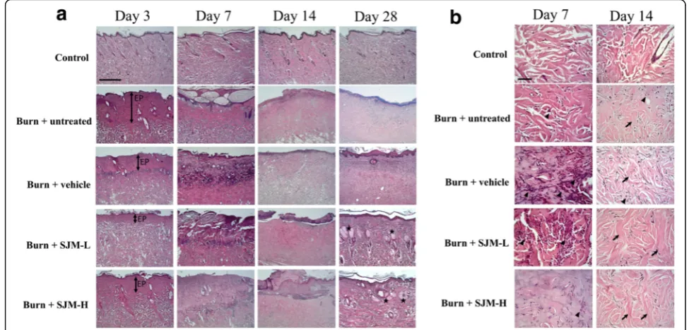 Fig. 5 Histological evaluation of burn wound healing effect of SJM. a Paraffin wax tissue sections were stained with hematoxylin and erosin stain toobserve the tissues of the burn wounds