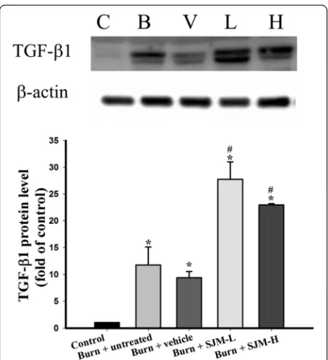 Fig. 7 Effect of SJM on the TGF-β1 expression in the rats. After7 days, the rats were sacrificed to collect their skin samples, andwestern blotting was used to examine the expression of TGF-β1