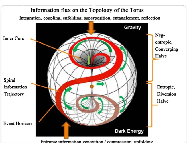 Figure 3. Processing of wave information using the topology of the torus: a spiral flow is includes aspects of integration, coupling, enfolding, superposition, entanglement and (photon/phonon) reflection of information