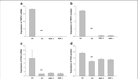 Fig. 5 Effects of SQW treatment on TRPV1 and P2X3 protein expression in the bladder. a The mRNA expression of TRPV1 in the mice bladder.b The protein expression of TRPV1 in the mice bladder