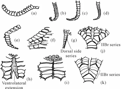 Figure 2. (a) Terminal comb of an oral pinnule of comaster- ids feather star; cirri of: (b) Colobometrid, genus De-cametra (dorsal view); (c) Heterometra savignyii; (d) Tropio- metra carinata (all side view); proximal pinnules: (e) P2 of Oli-gometra serrip