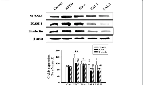 Figure 4 Effects of EAL on expression of adhesion molecules in the thoracic aorta. Representative western blots (upper panel) of VCAM-1,ICAM-1, and E-selectin expression in aortic tissues, and quantification (bottom panel) are shown