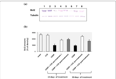 Figure 8 Immunoblot (a) and densitometric (b) analysis of bcl2 in kidney of control and treated animals