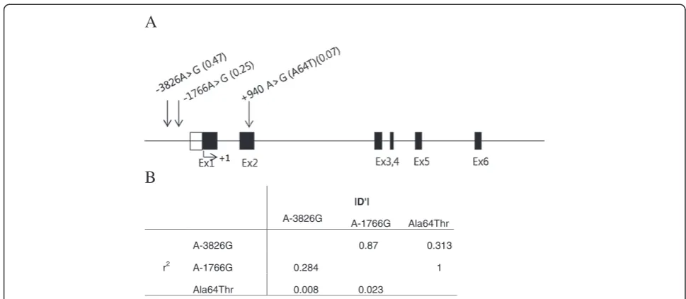 Table 2 Characteristics of SNPs identified by genomic sequencing of the promoter and exon of UCP-1 in the normalgroup