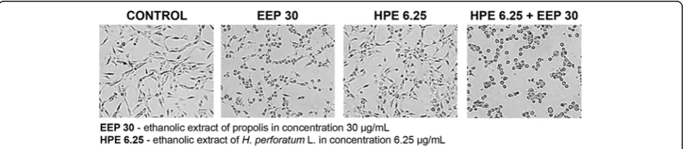 Fig. 1 Morphological changes in U87MG cells after treatment with EEP, HPE and their combination