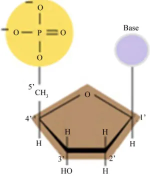 Figure 1. A neucleotide. 