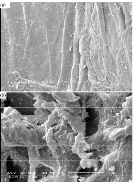 Figure 2. SEM photograph of the optimized superabsorbent hydrogel (a) Surface of pure carboxymethylcelloluse; (b) Surface of porous hydrogel