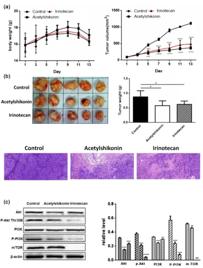 Figure 7. Acetylshikonin inhibited the growth of xenografted tumours in nude mice by PI3K/Akt/mTOR signaling pathway