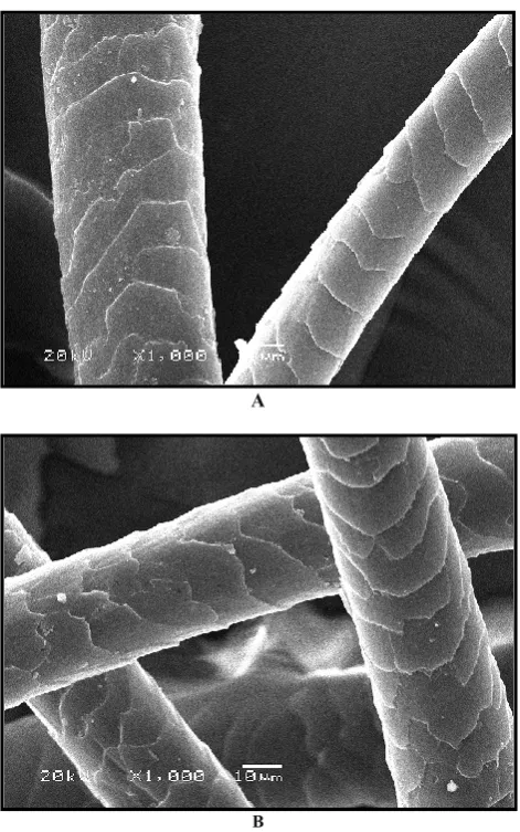 Figure 1. SEM of wool fibers at 1000X (A) indicates to the wild 