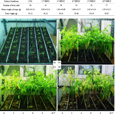 Table 4. Yield of hot pepper fruits harvested in conventional culture soil (CCS) and 2 - 10 V of the electrically pulsed culture soil (EPCS) during hot peppers were cultivated for 85 days