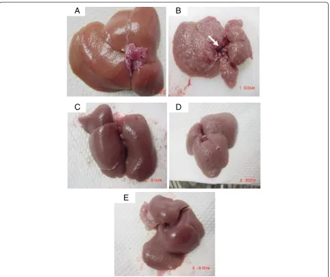 Figure 12 Representative images showing the macroscopic appearances of livers sampled from rats in different experimental groups.micro- and macronodules on its surface and a large area of ductular cholangiocellular proliferation (arrow) embedded within fib
