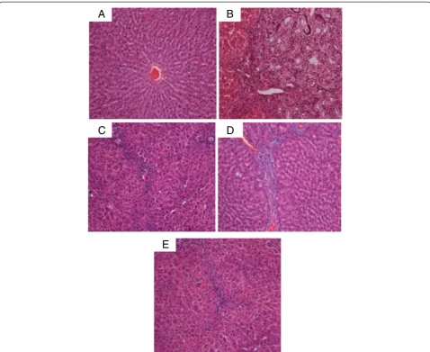 Figure 13 Examples of representative histopathological sections from livers sampled from rats in different experimental groups