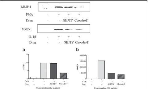 Fig. 3 Effects of ChondroT on MMP1 expression in IL-1culture supernatants using Western blot analysis