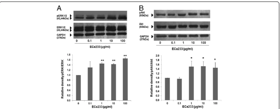 Figure 4 Relative blot density of pERK/ERK and pAkt/Akt in response to ECa 233 treatment