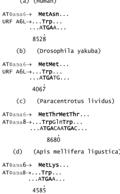 Figure 6. Fragments of genetic overlaps found in the mitochondria of four organisms whose genes are rec-orded by codes deviated from the standard code