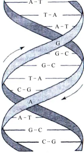Figure 1. Model of DNA double helix. The direction of the reading if the gene text is indicated by arrows, from top to bottom in one strand and from bottom to top in the other