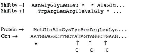 Figure 2. The plot of a protein sequence (the first amino acid is Met) encoded in the gene starting with ATG (the first nucleotide and in this triplet marked with a fat point) and cases of shifts to +1 or −1 nucleotide