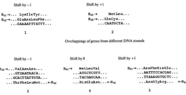 Figure 3. The first genetic overlap was found experimentally [8]. The figure is presented in the format of the publication of the full text of the first whole genome for the bacteriophage ФX 174 [10]