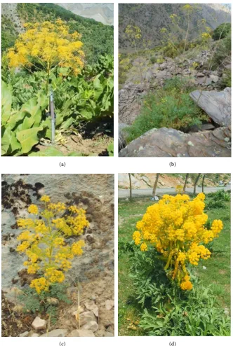 Figure 2. The flowering process of some Ferula species in the Western Pamir-Alai. 