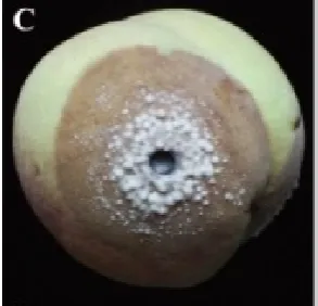Fig. 2. K-means defect segmentation of pear  