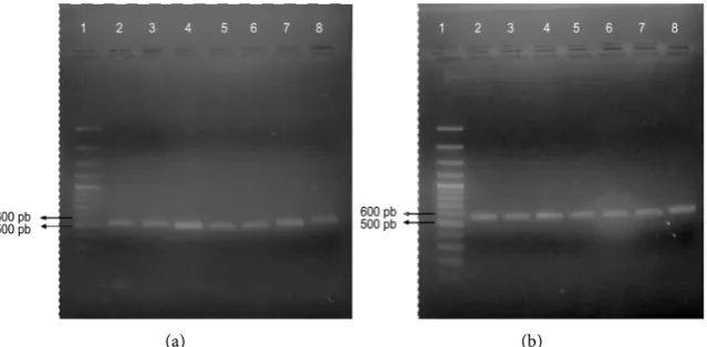 Figure 1. Amplification of ribosomal genes. (a) Amplification of the 5.8S ADNr-ITS2 re-gion: lane 1, HyperLadder II molecular size marker; lanes 2 - 4, canine isolates; lanes 5 - 6: human isolates; lane 7, M