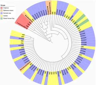 Figure 2. Phylogenetic analysis by maximum likelihood for the 5.8S rDNA-ITS2 region. Human isolates have the letter H and canine isolates have the letter C