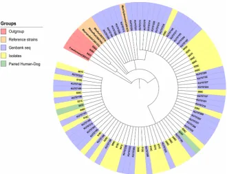 Figure 3. Phylogenetic analysis by maximum likelihood for the 26S rDNA region. Hu-man isolates have the letter H and canine isolates have the letter C