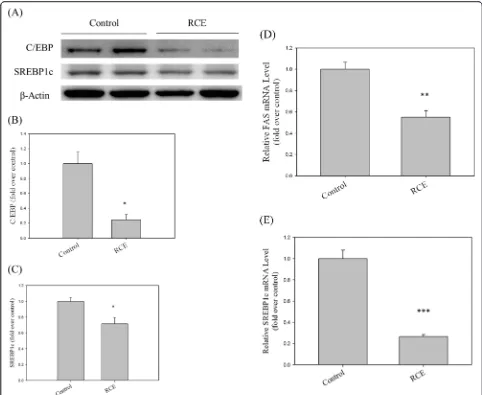 Fig. 5 Effects of RCE on lipogenic protein and gene expression in rat liver. Protein (a) and gene (d and e) expression levels of C/EBP and SREBP-1c were analyzed by western blotting and Q-PCR, respectively