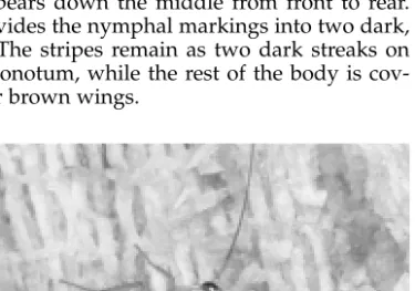 Figure 6.2. Female German cockroach with egg case.