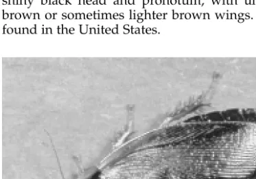 Figure 6.14. Surinam cockroach, Pycnoscelus surinamensis.