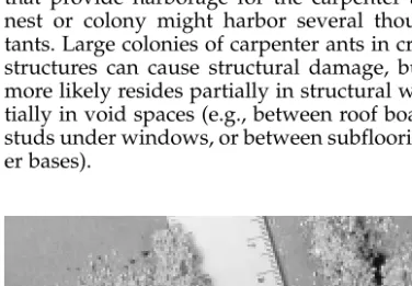 Figure 7.4. Carpenter ant shavings.