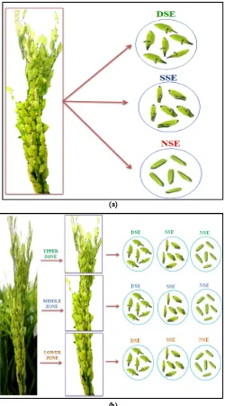 Figure 2. a: Whole panicle method (Method 1) - All the spikelets of an 