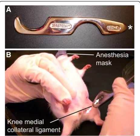 Figure 1 Instrument-assisted cross fiber massage (IACFM)intervention. A: The rigid Graston Technique® GT6 tool fabricated fromstainless steel has a tapered tip (*) which permits treatment of smallstructures