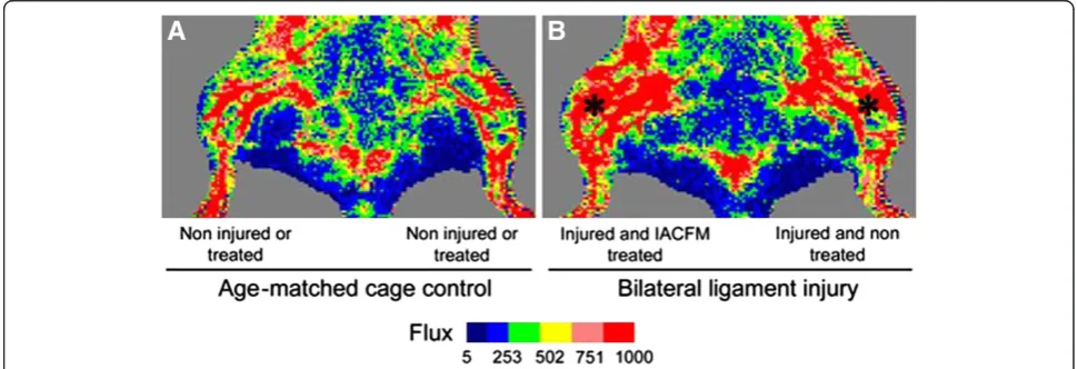 Figure 2 Representative laser Doppler images for the left and right hindlimbs in A: aged-matched uninjured control animal andB: animal with bilateral knee MCL injuries (*) at four weeks post-injury