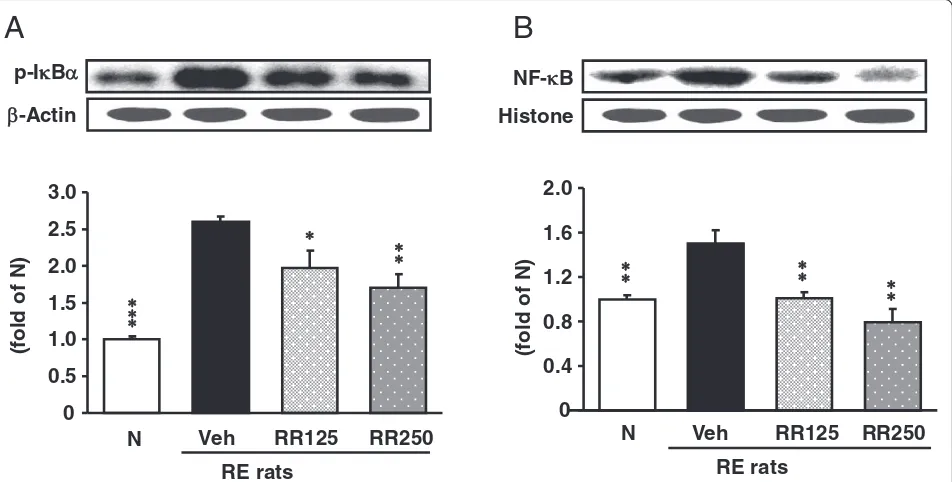 Fig. 7 p-IN, normal rats; Veh, RE control rats; RR125, Rhei Rhizoma 125 mg/kg-treated reflux esophagitis rats; RR250, Rhei Rhizoma 250 mg/kg mg/kg-treated reflux esophagitis rats