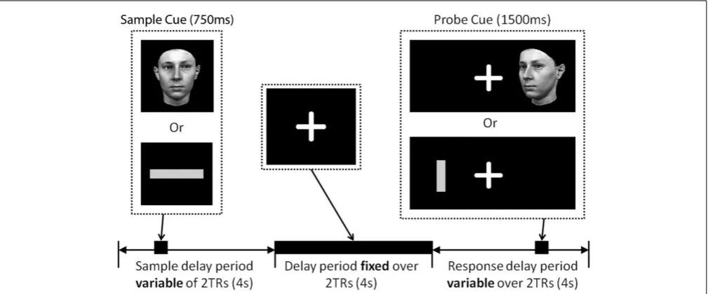 FIGURE 1 | Delay match-to-sample trial structure. A ﬁxation cross waspresented in the center of the screen for the duration of the study