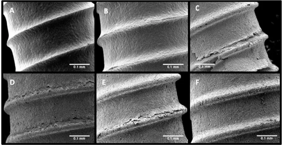 Figure 2. Low magnification (100×) SEM images of implants (A)-(F) depict the effects of anodization time and HF(aq)centration on coating delamination