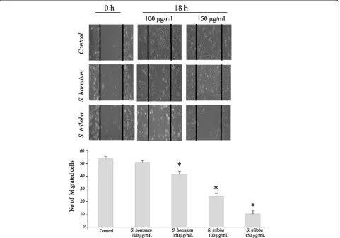 Figure 2 Effects of S. triloba and S. hormium on HUVEC migration. A scratch is created and then cells were treated with or 100 and150 μg/mL of plant extract for 18 h